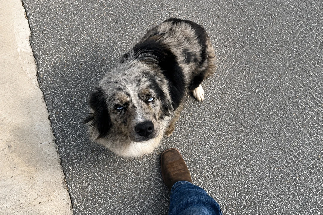 Queen the family dog at the Amish farm where Kanyon Poly Furniture is built